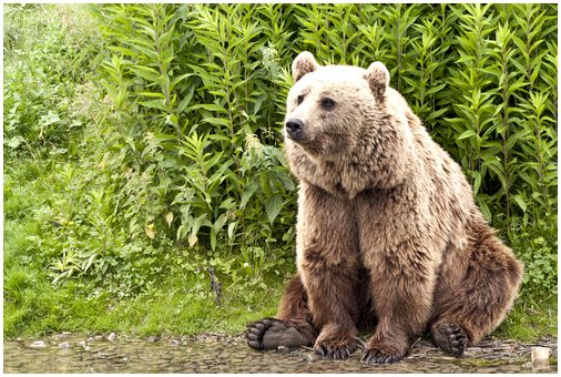 5 подвидов бурого медведя