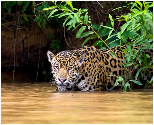 Ягуарете: самое полное животное из семейства кошачьих