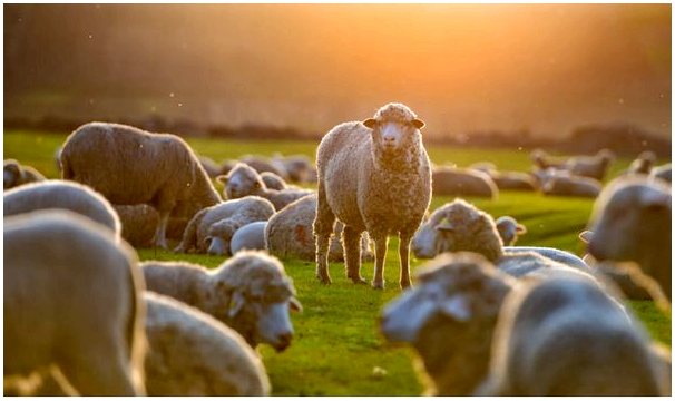 Любопытство об овечьей шерсти