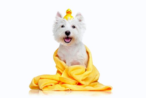 Как чистить домашних животных влажными полотенцами?