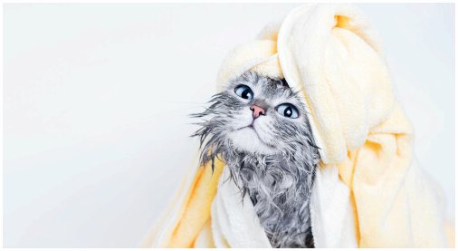 Как чистить домашних животных влажными полотенцами?