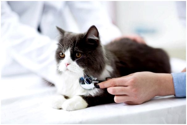 Как давать кошкам лекарства?