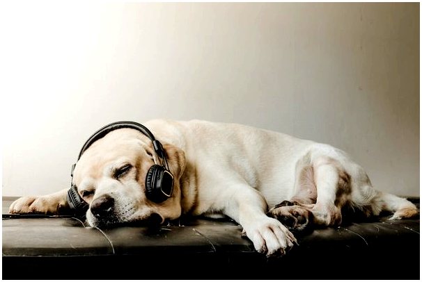 Как музыка может расслабить собак на праздниках?