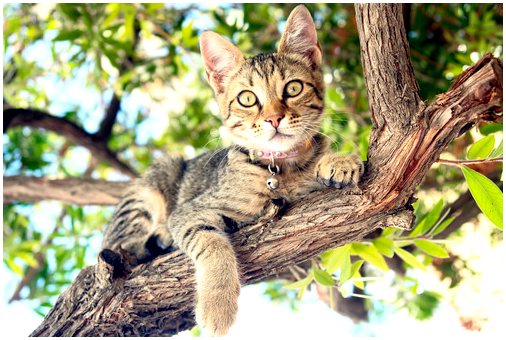 Смертельная опасность: противопаразитарные ошейники для кошек