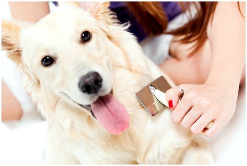 Как убрать шерсть вашей собаки из дома