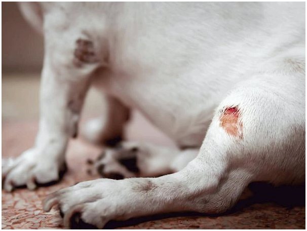 Как продезинфицировать собачьи раны в домашних условиях?