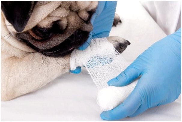 Как продезинфицировать собачьи раны в домашних условиях?