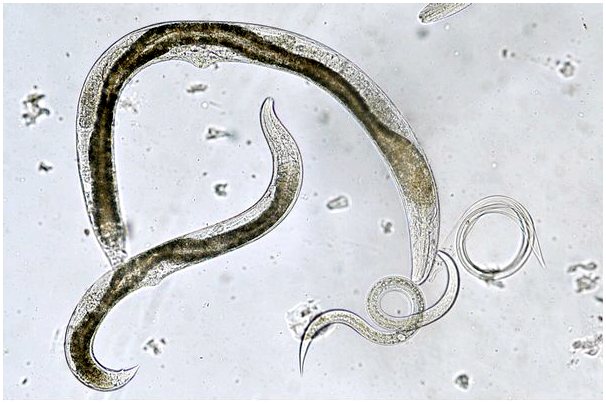 Как размножаются черви?