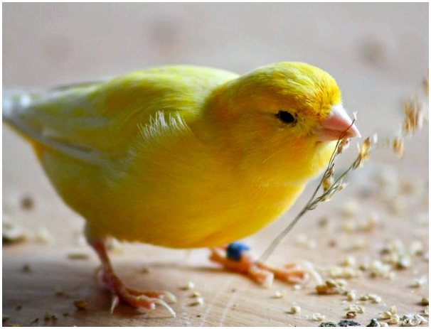 Полезны ли семена подсолнечника для птиц?