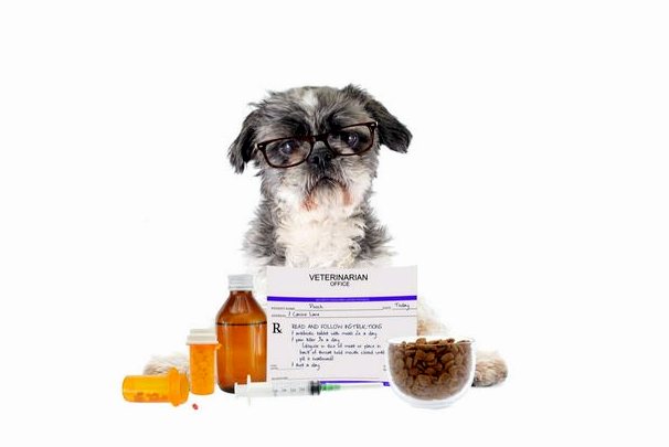 Какие лекарства для собак самые опасные?