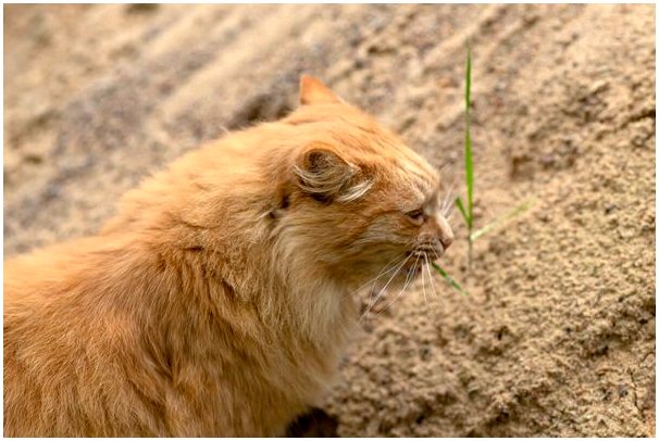 Каковы причины того, что кошки поедают грязь?