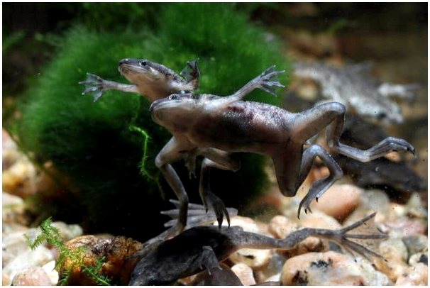 Карликовая африканская когтистая лягушка: уход и характеристика