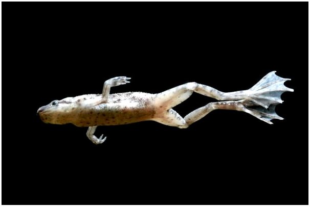 Карликовая африканская когтистая лягушка: уход и характеристика