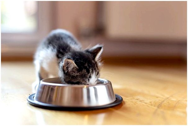 Мочекаменная болезнь у кошек: причины, симптомы и лечение