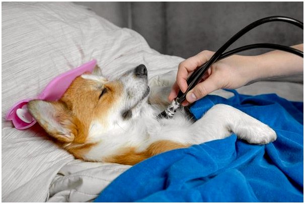 Криотерапия у собак: из чего она состоит?