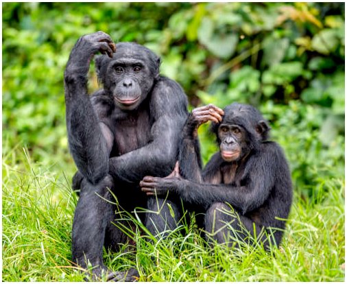 Мамы бонобо помогают флиртовать со своими детьми