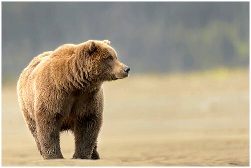 Медведь гризли, самый известный из лесов