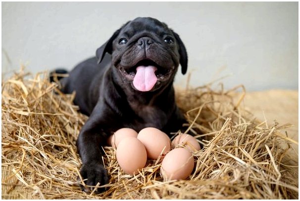 Могут ли собаки есть яйца?