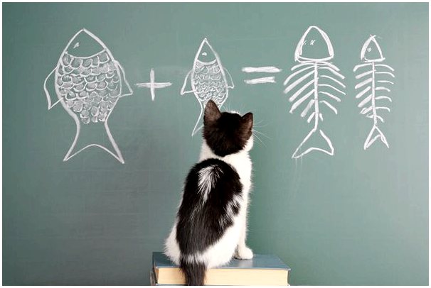 Могут ли животные выполнять математические вычисления?