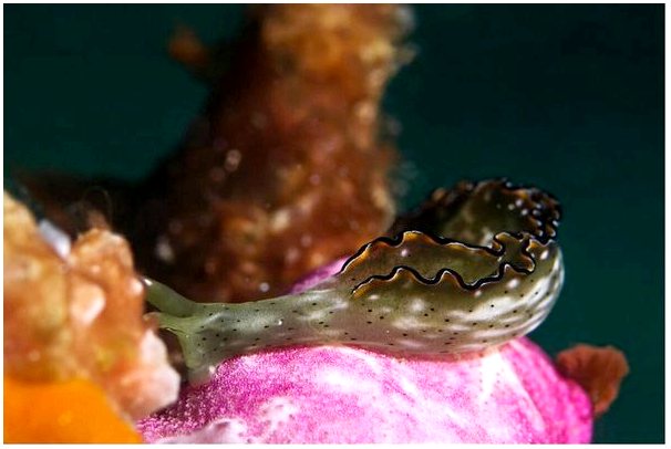 Некоторые морские слизни могут регенерировать свое тело после потери рассудка.
