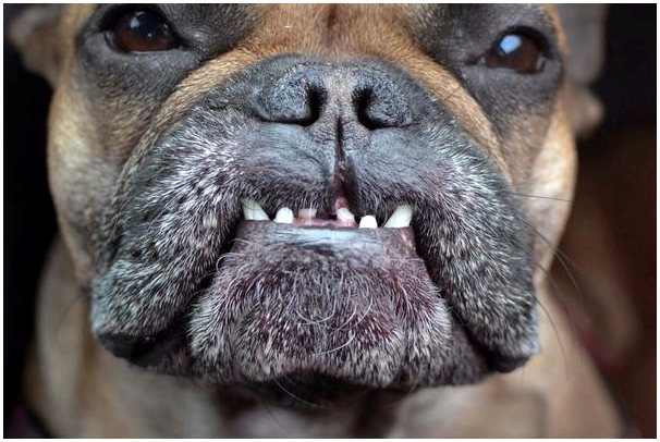 Неправильный прикус зубов у собак: причины, последствия и лечение