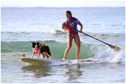 Noosa Surf Festival в Австралии, соревнование для собак и их владельцев