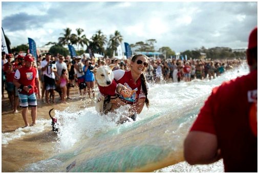 Noosa Surf Festival в Австралии, соревнование для собак и их владельцев