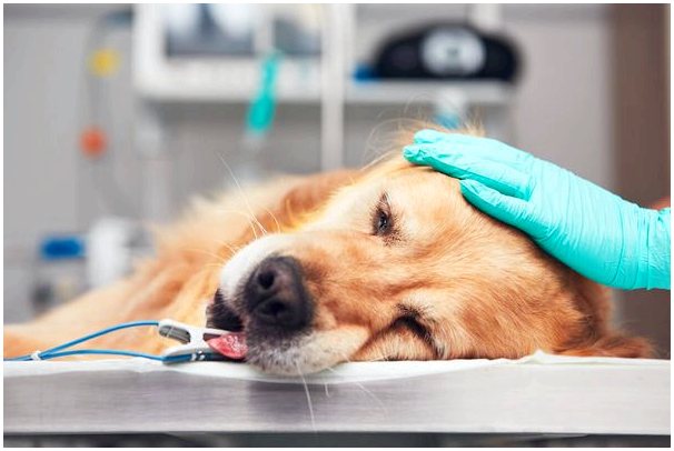 Опасна ли анестезия для собак?