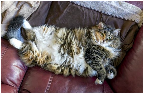 6 последствий ожирения у кошек
