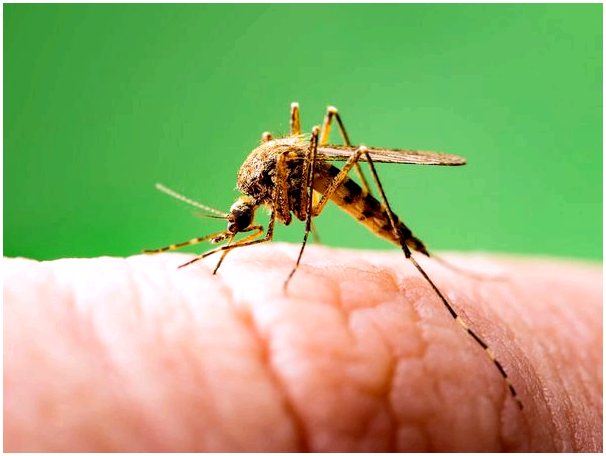 Почему комары кусают одних людей, а других - нет?