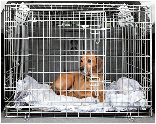 Покупка собак вместо усыновления поощряет жестокое обращение с животными