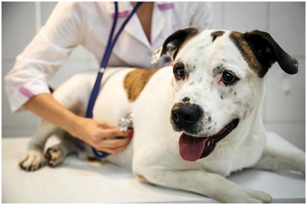 Онкологические заболевания у собак: все, что нужно знать