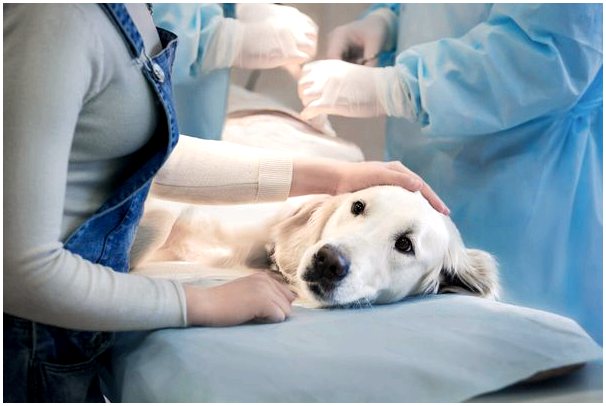 Рак груди у собак: каковы причины?