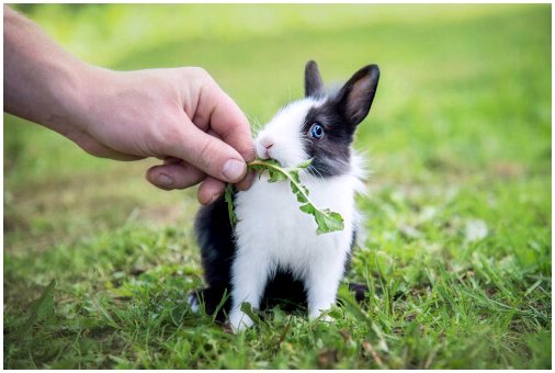Рекомендации по диете карликового кролика