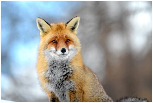 Рыжая лисица: все о разновидностях