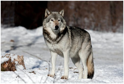Серый волк: 7 характеристик и поведение