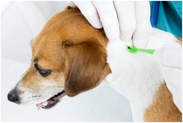 Шесть видов противопаразитарных средств для собак