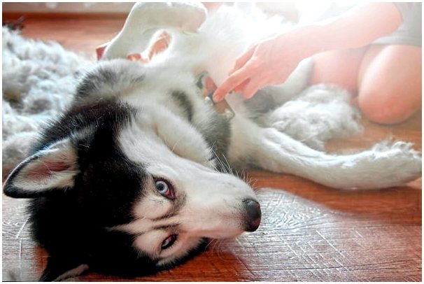 Синдром Хорнера у собак: симптомы, диагностика и профилактика