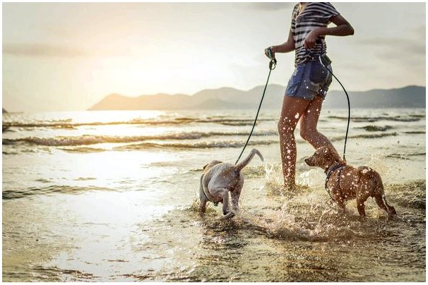 Плавание с собаками: 5 советов, которые гарантируют удовольствие