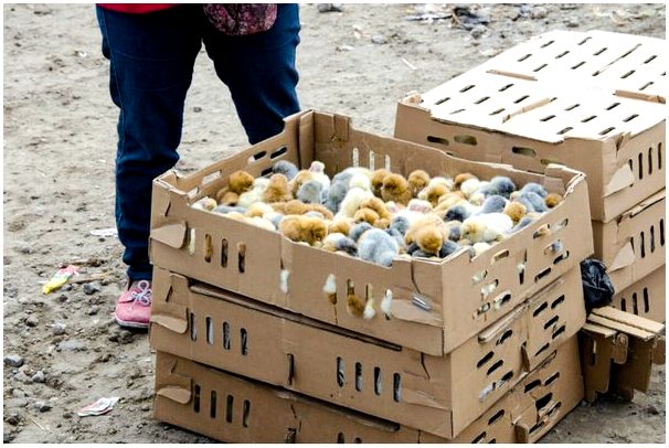 Спасение 20000 цыплят, брошенных в аэропорту Барахас