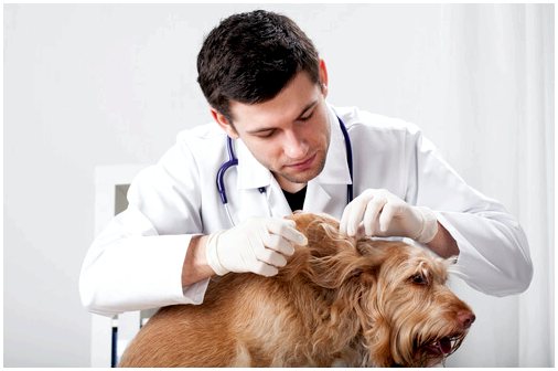 Таблетки для дегельминтизации вашей собаки