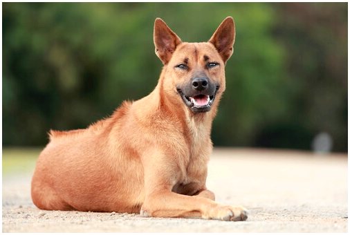 Тайский риджбек: хохлатая собака