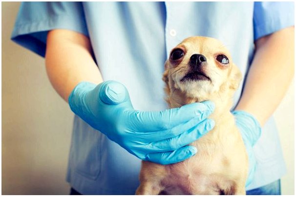 Три самых распространенных бактериальных заболевания у собак