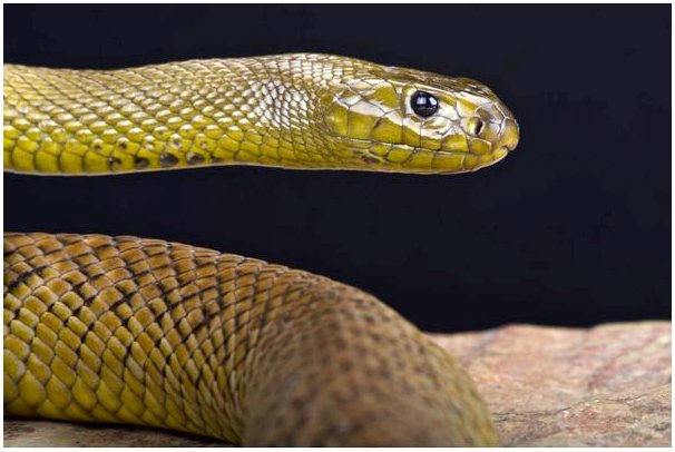 Внутренний Тайпан: самая ядовитая змея в мире (Oxyuranus microlepidotus)