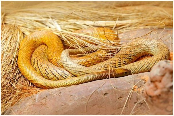 Внутренний Тайпан: самая ядовитая змея в мире (Oxyuranus microlepidotus)