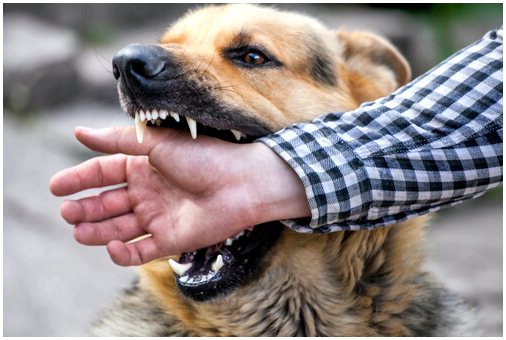 Законность смерти от нападения собаки