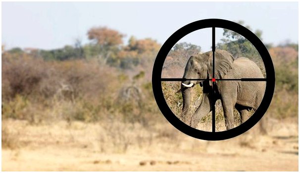 Защитите слонов от браконьерства