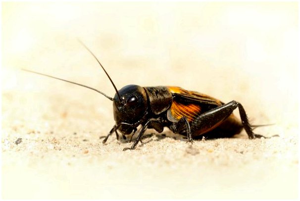 10 видов насекомых и их характеристики