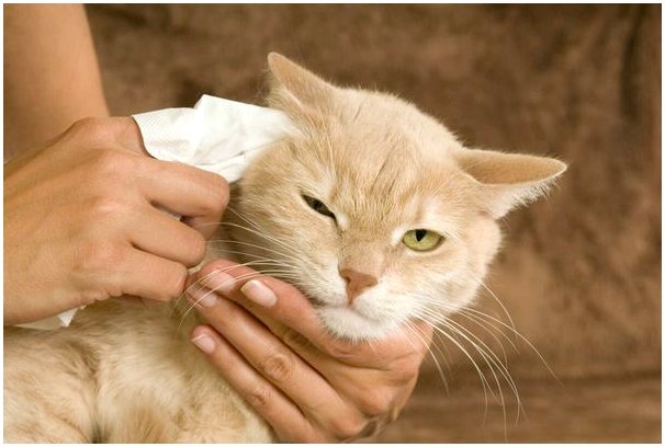 4 совета по чистке кошачьих глаз