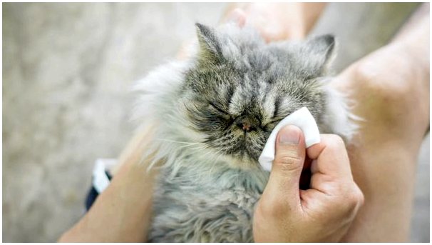 4 совета по чистке кошачьих глаз